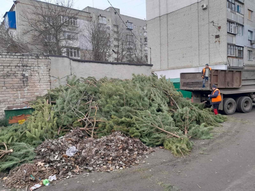 У Миколаєві торговці масово викинули на смітник непродані до нового року сосни (фото)