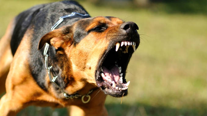 В Николаеве чаще стали кусать бешеные собаки: домашних животных призвали вакцинировать