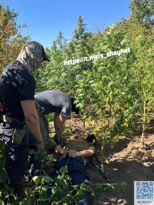 Плантація конопель на 5 мільйонів: на Миколаївщині наркоаграрій втік від слідства