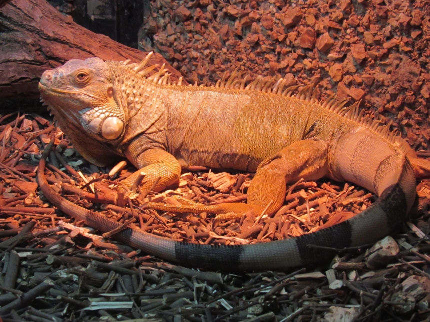 Миколаївський зоопарк показав чергового 2-метрового дракона (фото)