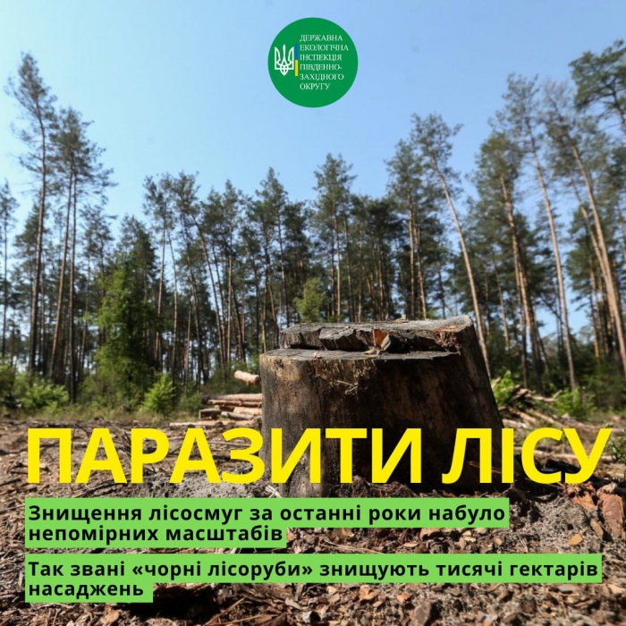 Паразиты леса: в Николаевской области орудуют «черные лесорубы», двух из них поймали