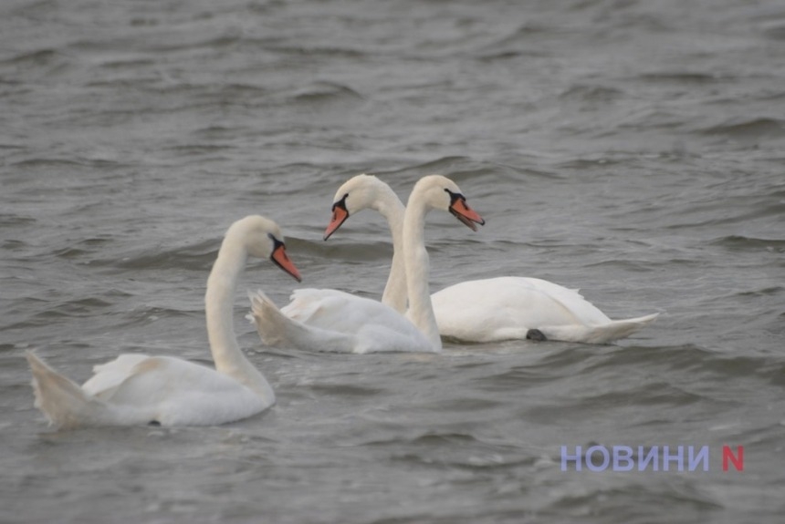 На Миколаївщині поширюється пташиний грип: хворобу знайшли у лебедів