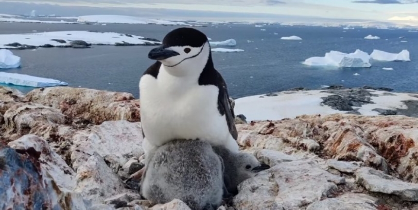 Украинские полярники показали крохотных детенышей пингвинов с «бородой»