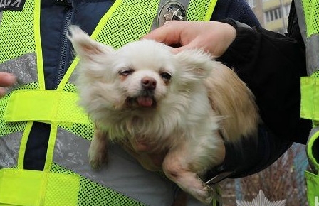 Поліцейські врятували собаку, заблокованого у зруйнованій після бомбардування квартирі (фото)