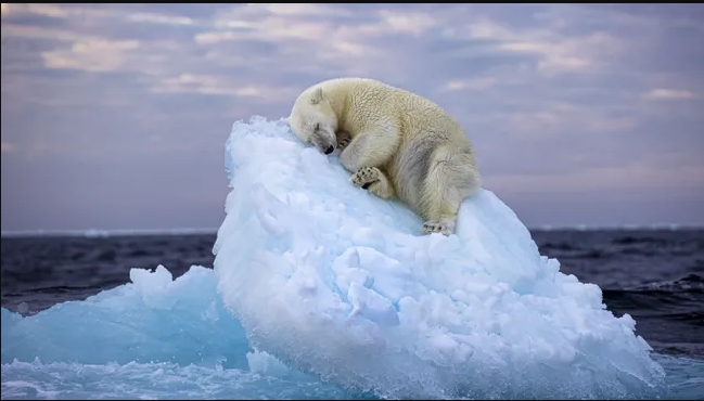 Білого ведмедя зафіксували на крихітній крижині, що дрейфує в океані