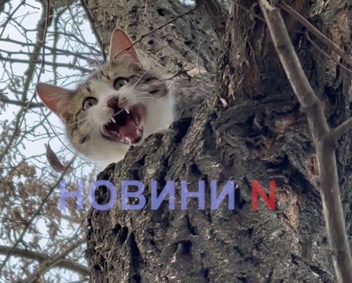 У центрі Миколаєва в муках гине кіт: міські служби не реагують
