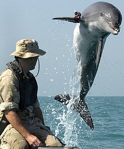 Оборонный прорыв: СМИ утверждают, что в Украине возобновили подготовку боевых дельфинов