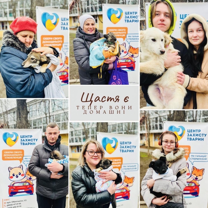 Миколаївці забрали в сім'ю 13 бездомних собак: підсумки виставки-пристрою тварин