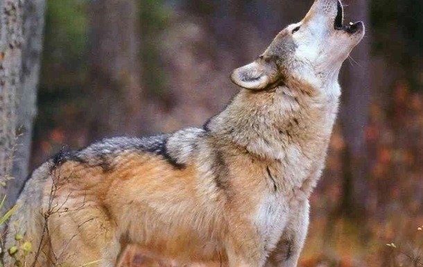В селе Ровенской области волки похищают собак (видео)