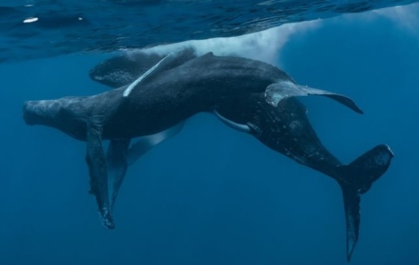 На камеру вперше потрапило спарювання горбатих китів - обидва виявилися самцями