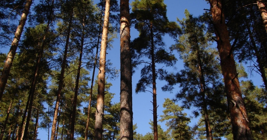 В Николаевской области пытаются вернуть государству земли лесного фонда, стоящие 180 миллионов  