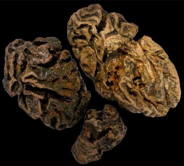 Вчені знайшли людські мізки старше 10 тисяч років