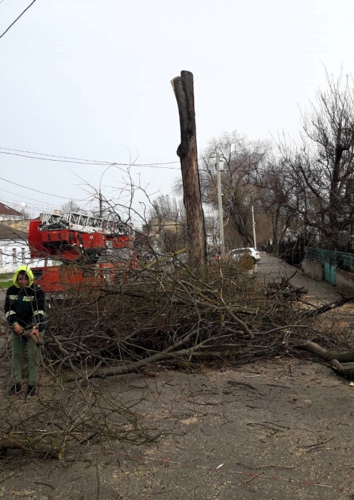 КП «Миколаївські парки» залишило від дерев стовбури та тріски: екоінспекція виписала штраф