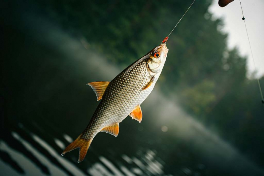 З 1 квітня – заборона на вилов риби в Миколаївській області, але не всюди: де ще можна порибалити