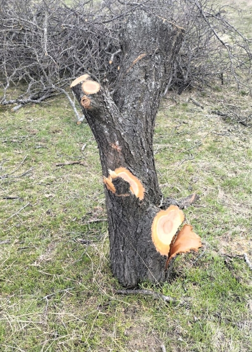 Под Николаевом неизвестные вырубили десятки деревьев: открыто уголовное производство