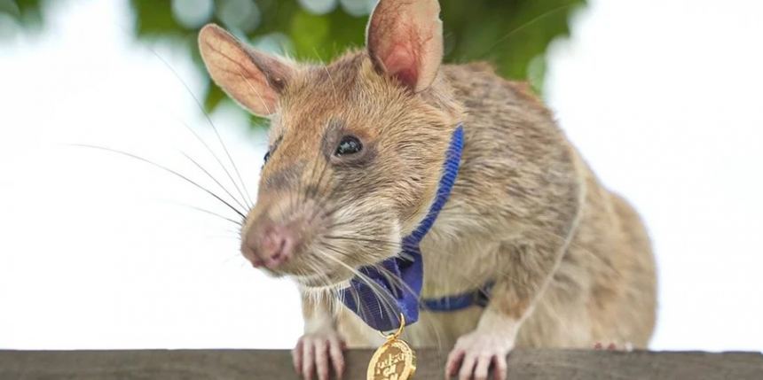 В Украине могут начать применять для разминирования специально обученных крыс — эксперт