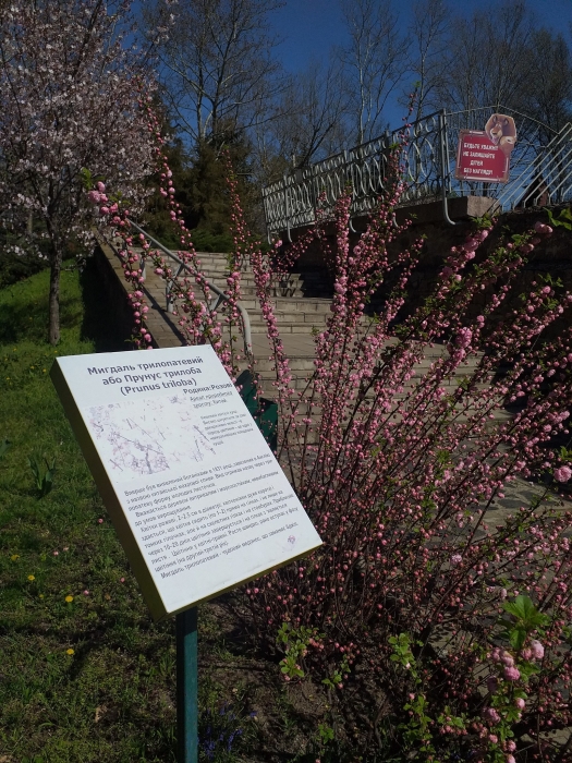 Сакура, магонія та мигдаль: Миколаївський зоопарк перетворився на квітучий сад (фото)