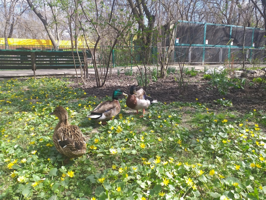 Сакура, магонія та мигдаль: Миколаївський зоопарк перетворився на квітучий сад (фото)