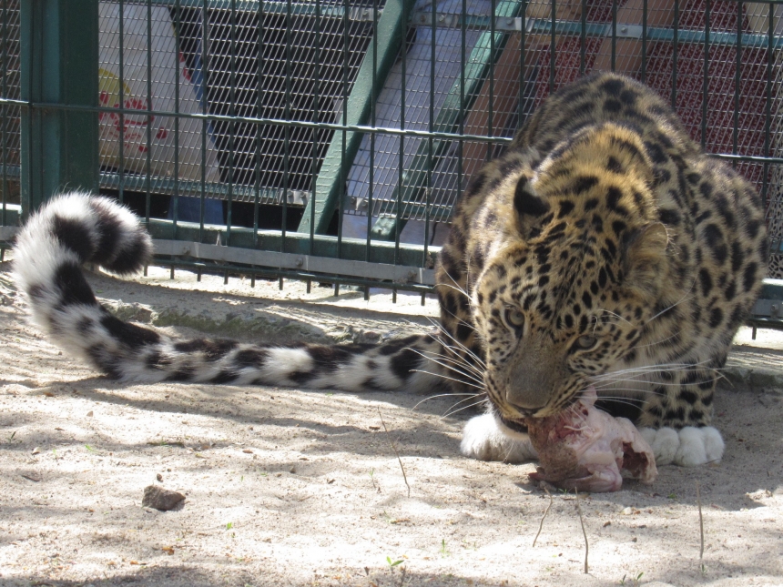 В зоопарке Николаева показали, как необычным способом кормят леопарда (фото)
