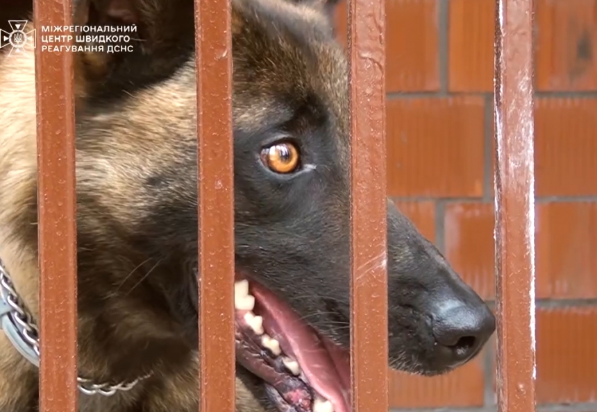 Николаевскую область будут разминировать специально обученные собаки (видео)