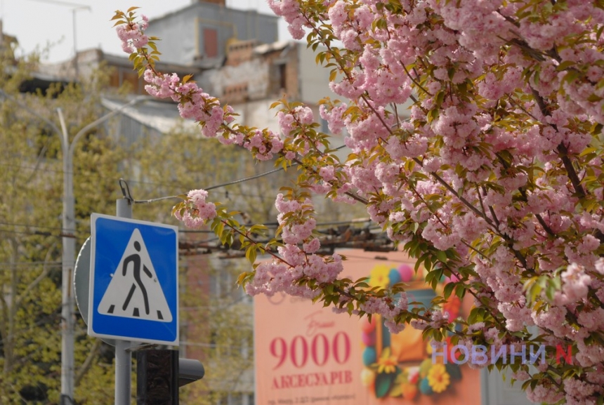 У Миколаєві на місяць раніше зацвіла сакура (фоторепортаж)