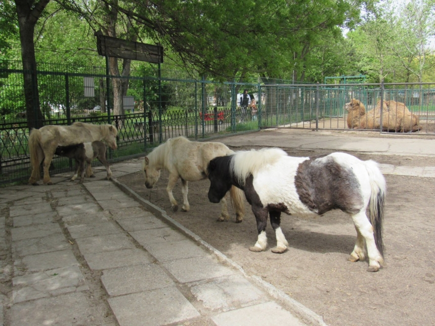 В Николаевском зоопарке пушистое пополнение: посмотреть может каждый посетитель (фото)