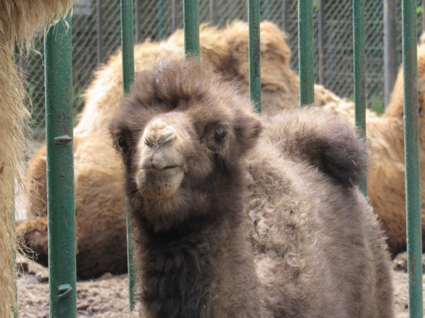У Миколаївському зоопарку пухнасте поповнення: подивитися може кожен відвідувач (фото)