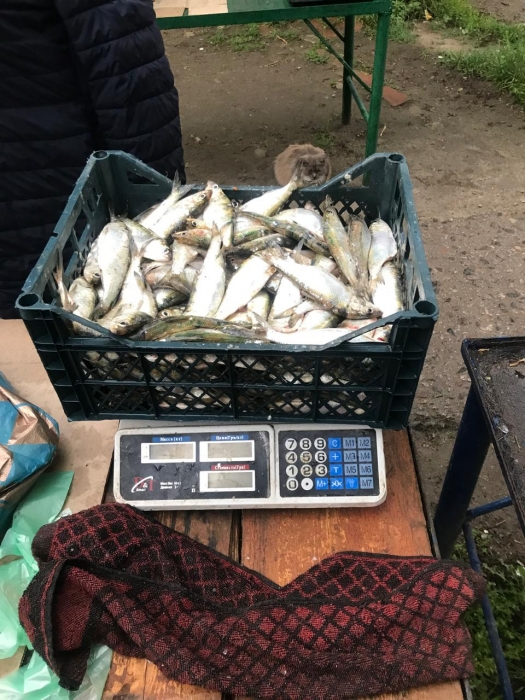 На Миколаївщині постануть перед судом двоє громадян, які незаконно продавали рибу
