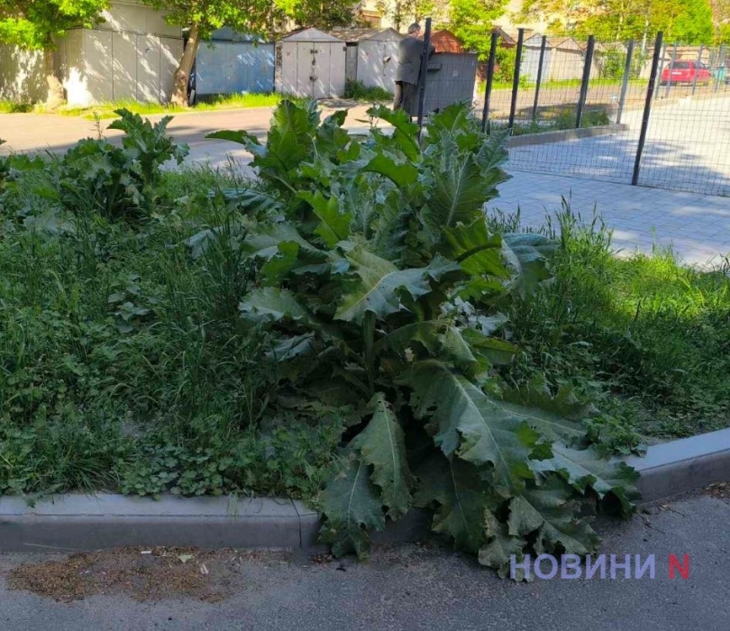 Дорога к дому мэра Сенкевича поросла чертополохом