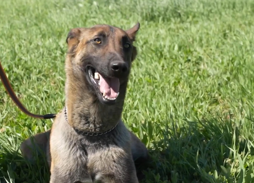 Работают 6 дней в неделю: собаки ищут мины в Николаевской области (видео)