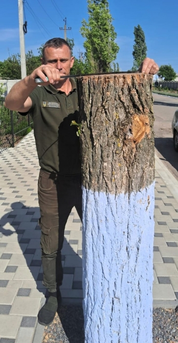 В Николаевской области возле админздания спилили тополя: чиновник привлечен к ответственности