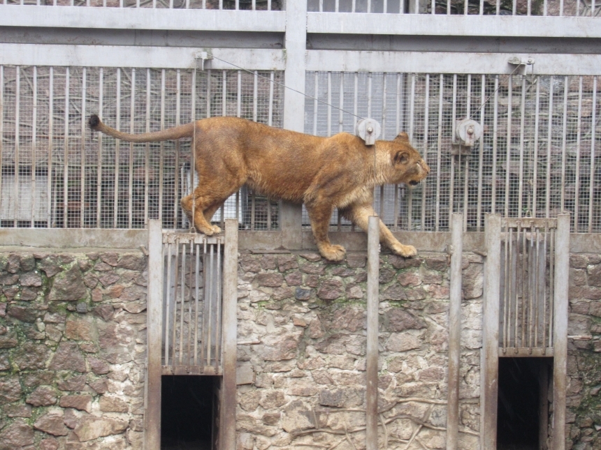 В Николаевском зоопарке семья львов празднует День рождения: горожан приглашают присоединиться