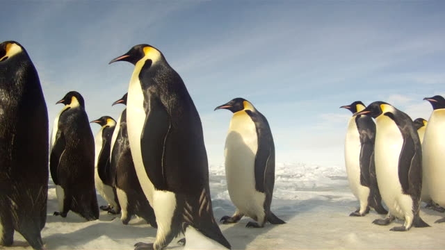 Украина выделила 64 млн гривен на изучение пингвинов 