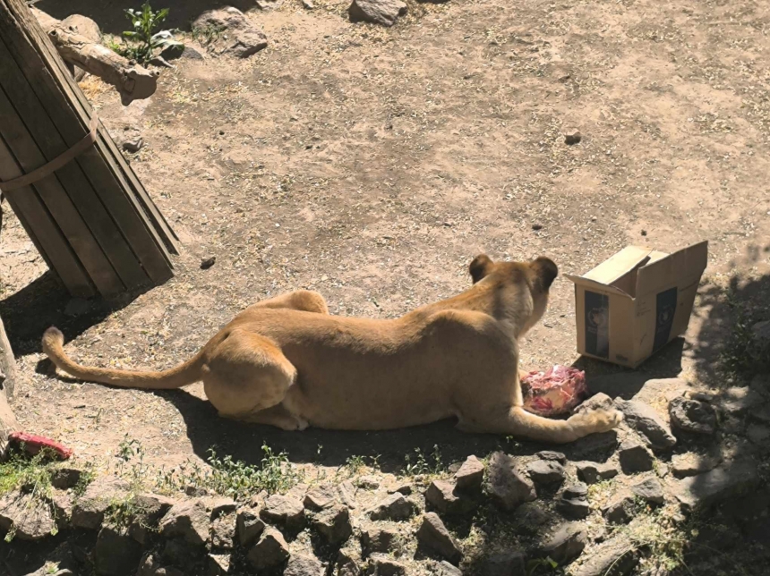 В Николаевском зоопарке за 50 лет родились 144 львенка