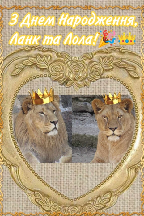 В Николаевском зоопарке отметили день рождения львов Ланка и Лолы