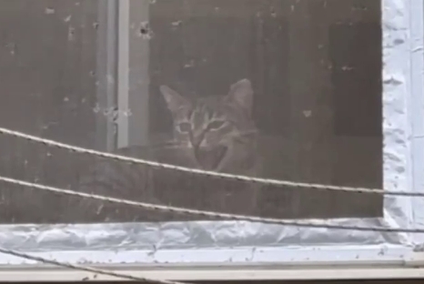 В Одессе патрульные позаботились о кошке Бусе, которую хозяева надолго оставили одну в квартире без еды (видео)