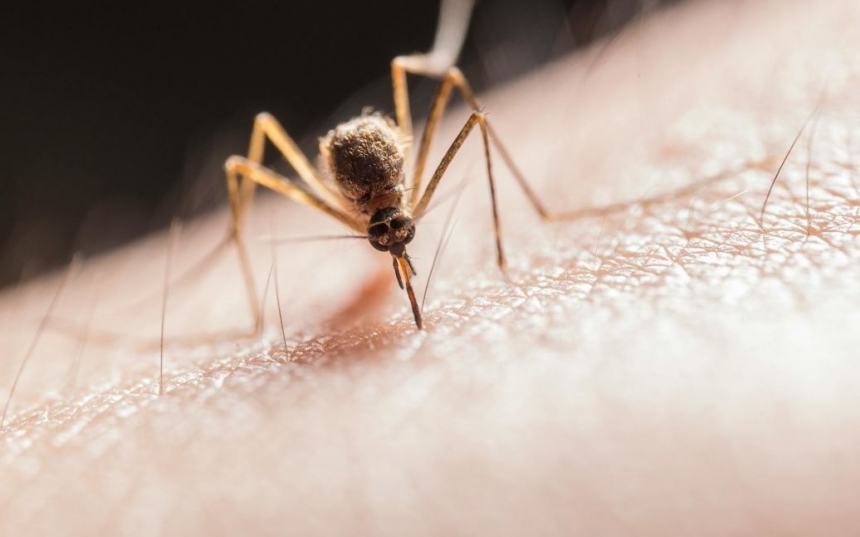 Из-за комаров, переносящих страшную болезнь, в Гондурасе объявили чрезвычайное положение