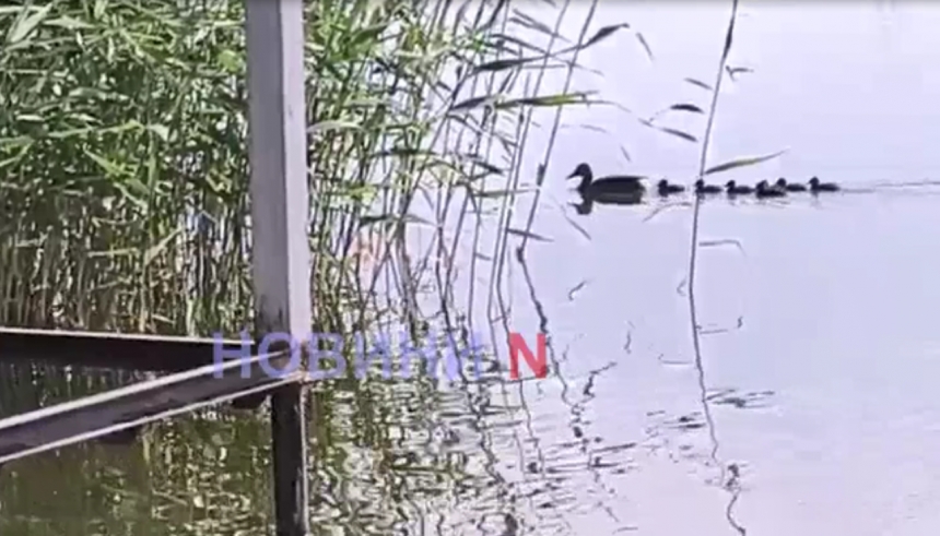 На річках Миколаєва у водоплавних птахів з'явилося потомство (відео)