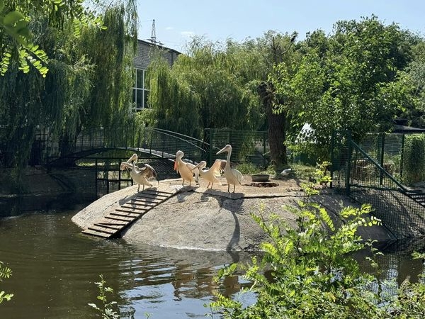 В Николаевском зоопарке пополнение у пеликанов: первые фото птенцов