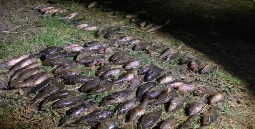 Мешканця Миколаївщини підозрюють у незаконному вилові риби на 1,2 млн грн