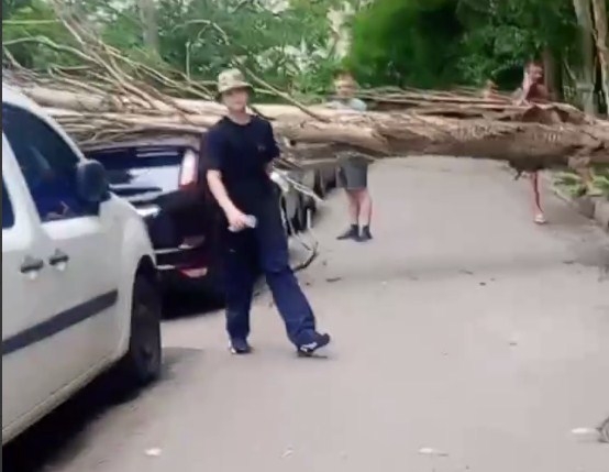 В Николаеве на авто упал огромный тополь (видео)