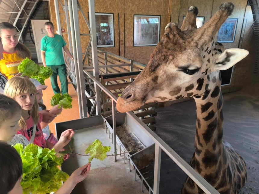 В Николаевском зоопарке отметили Всемирный день жирафов