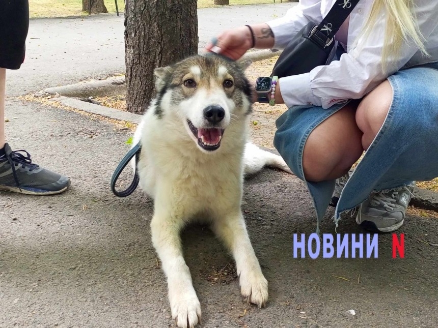 В Николаеве «Центр защиты животных» открывает двери: можно погулять с собаками
