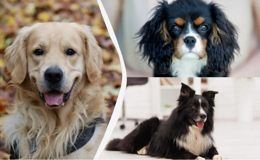 Названо 10 найвеселіших порід собак