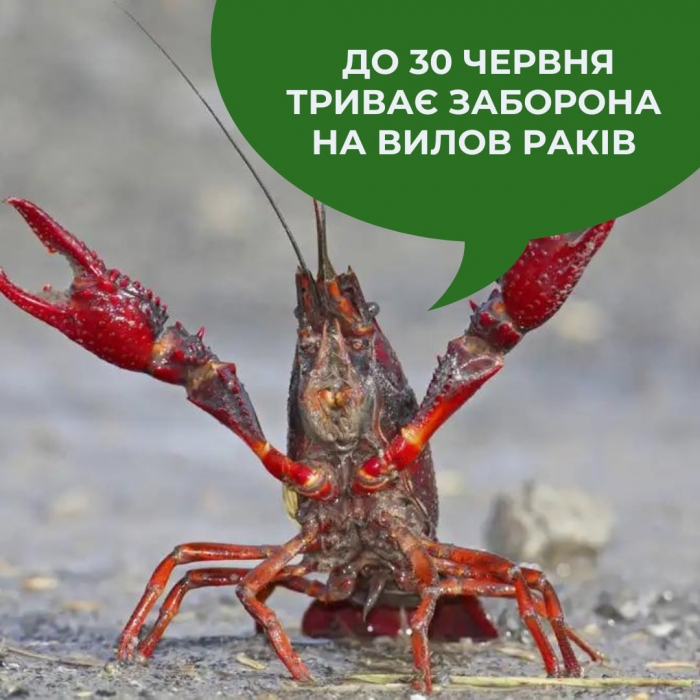 Екологи нагадали, що у Миколаївській області діє заборона на вилов річкового раку та пригрозили в'язницею