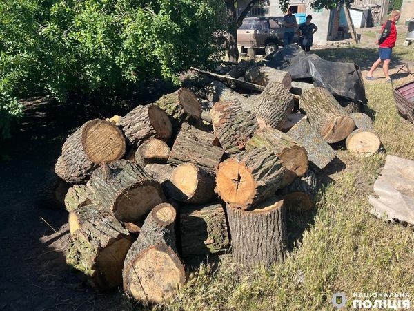 В Николаевской области поймали «черных лесорубов»: им грозит до 7 лет тюрьмы