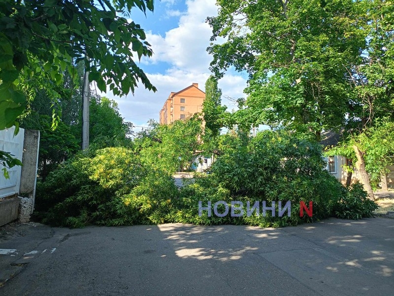 В центре Николаева упало дерево, полностью перегородив проезд (фото)