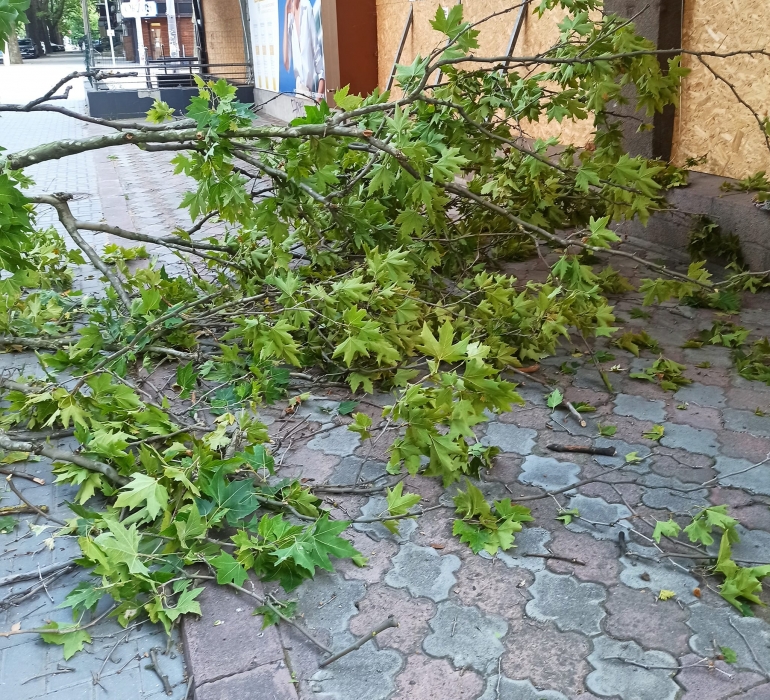 В центре Николаева упавшая ветка дерева полностью перегородила тротуар (фото)
