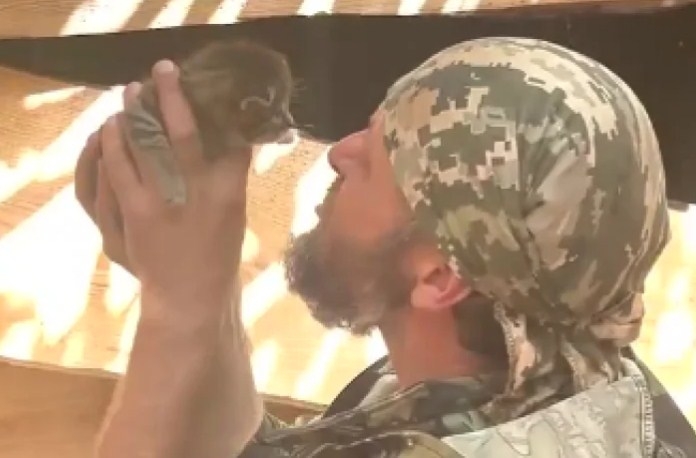 Украинские пограничники спасли котят в окопах под Вочанском