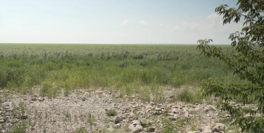На месте Каховского водохранилища образовался лес, куда уже вернулись животные (видео)